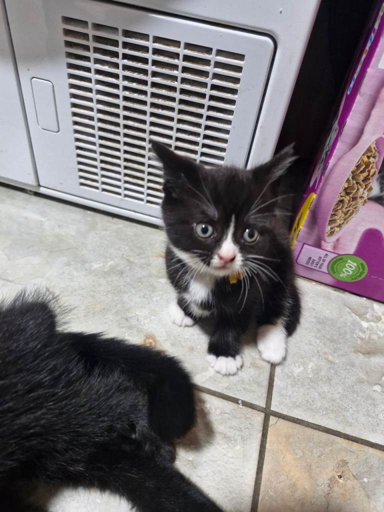 British Short Haired kittens 3 boys 3 girls