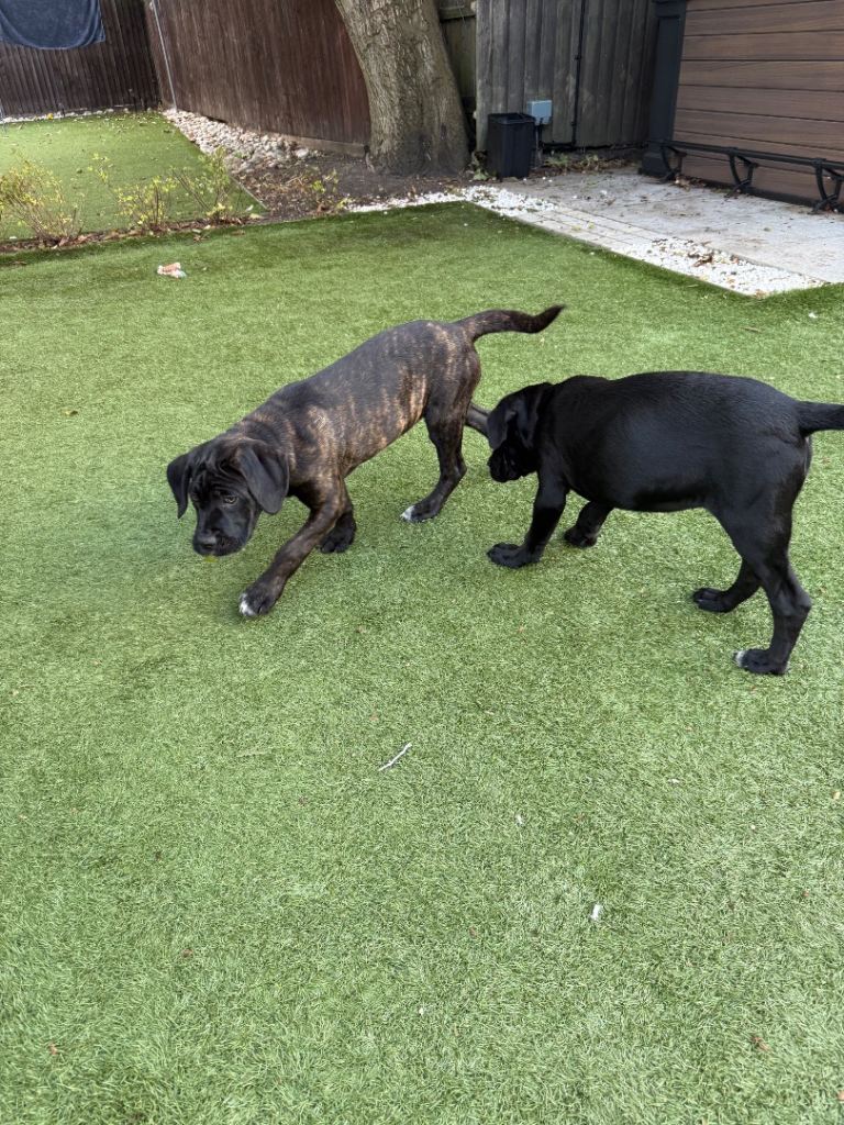 Cane corso puppies ready to leave last 2 girls 