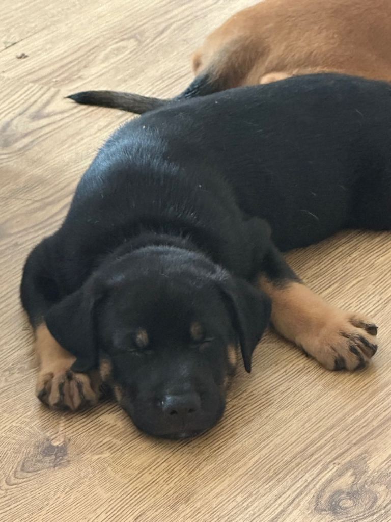 2 boys left ready to go in a week Beautiful German Shepard Belgium Malinois staffy cross puppy’s  