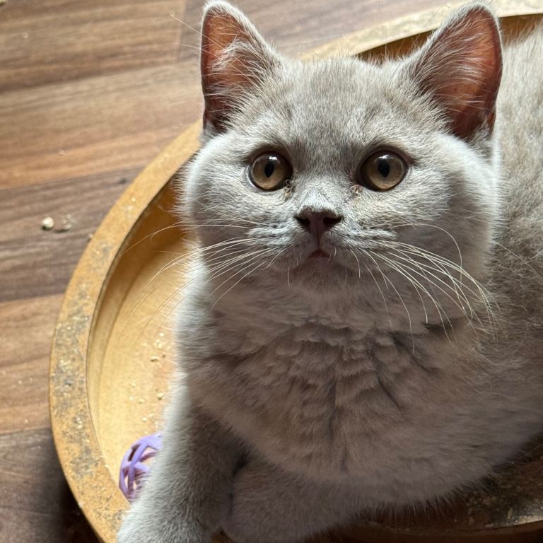 BSH kittens two boys available 