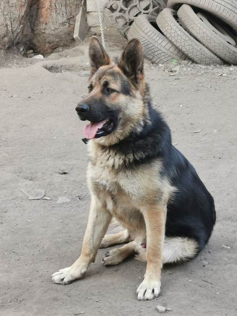 German Shepherd 
