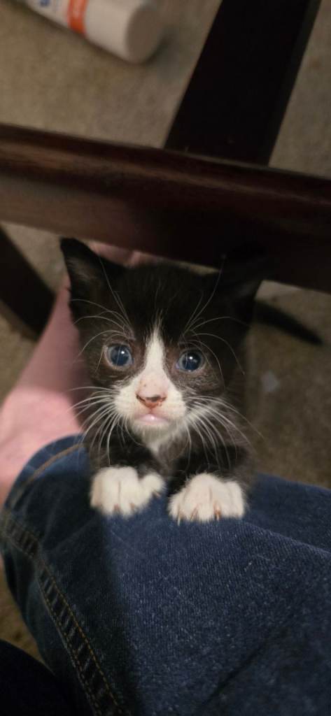 6 gorgeous kittens for sale 