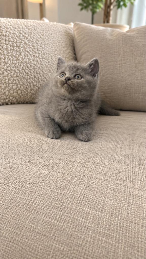 Pure British shorthair kitten