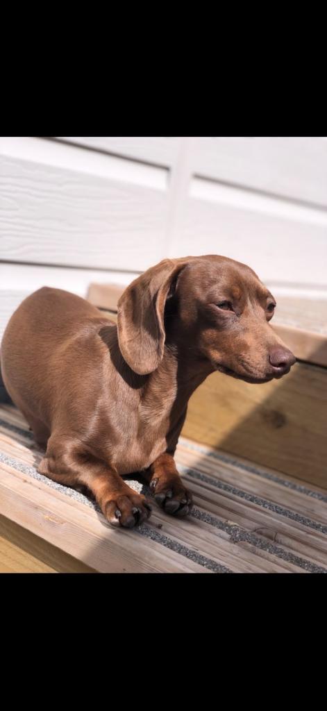 kc registered miniature dachshund 