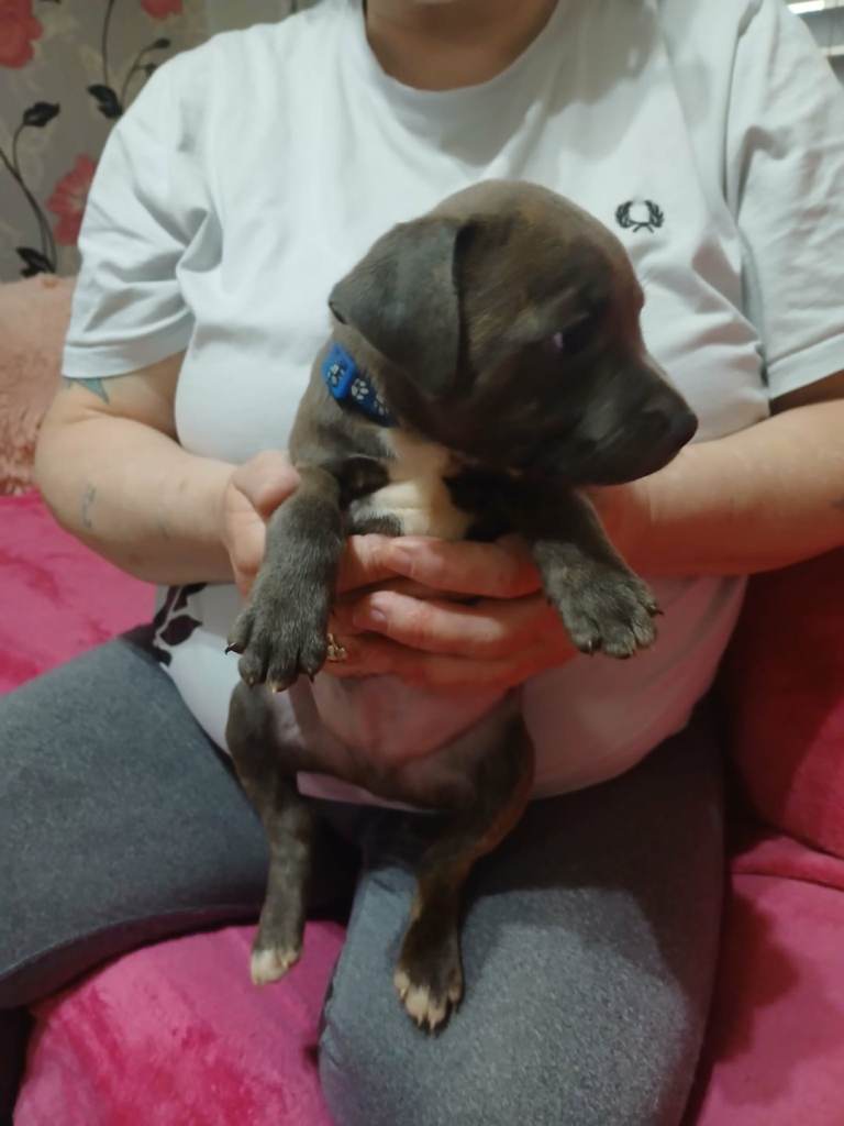 Staffordshire Bull Terriers Pups (NO PUPS LEFT)