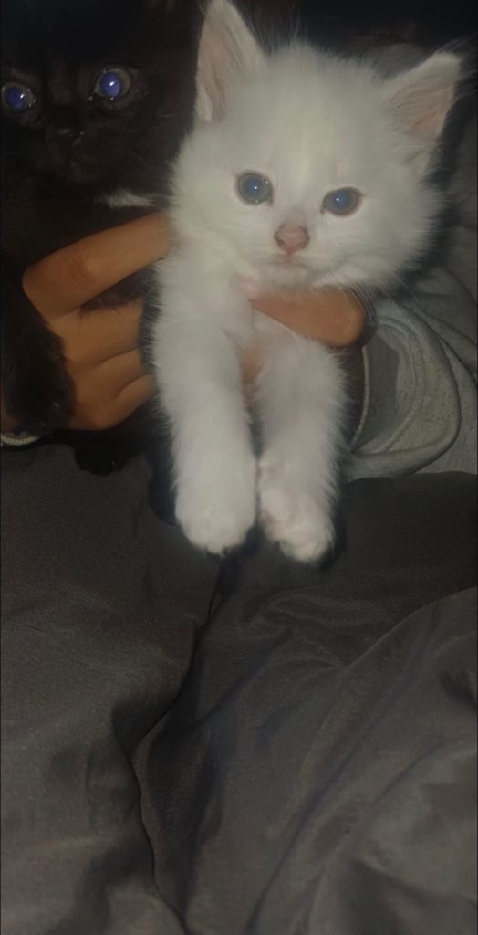 Kittens 
