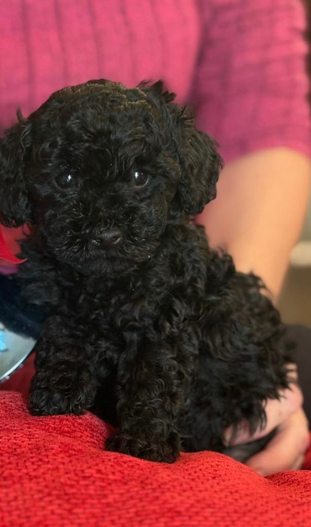 Quality KC Reg. Toy Poodle HOME ALONE KEVIN   Remaining