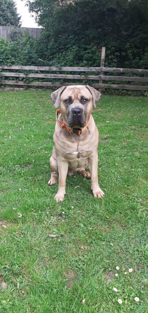 12 month old cane corso for sale 
