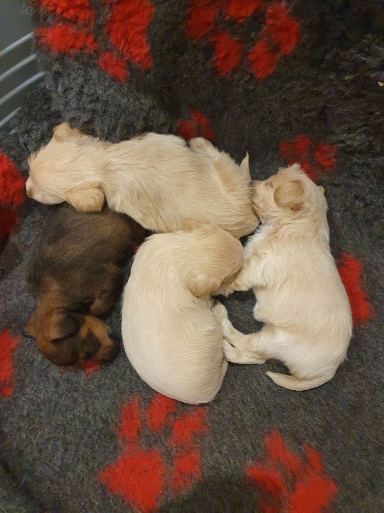 Jackapoo Puppies