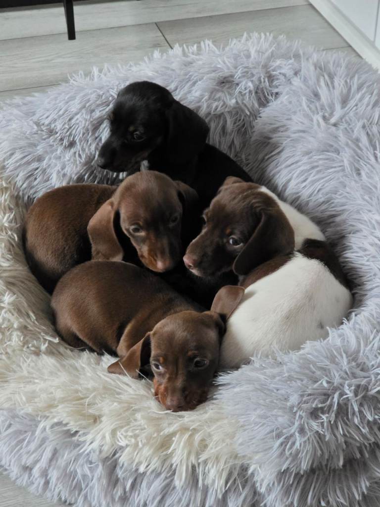Mini dachunds ready now 