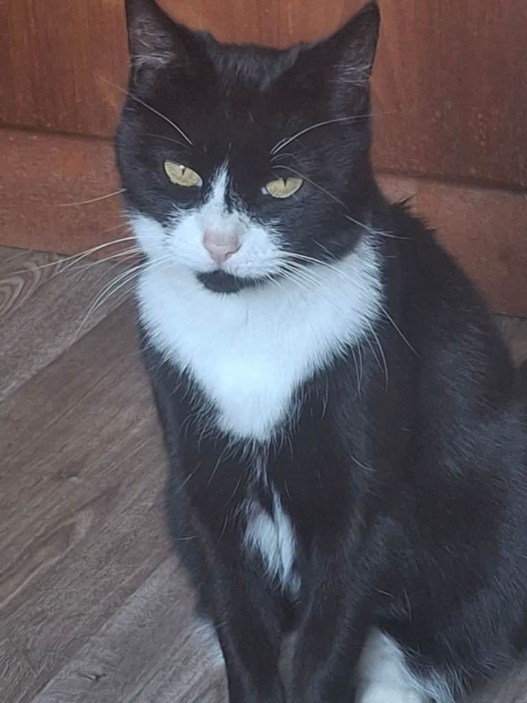 Cat re home