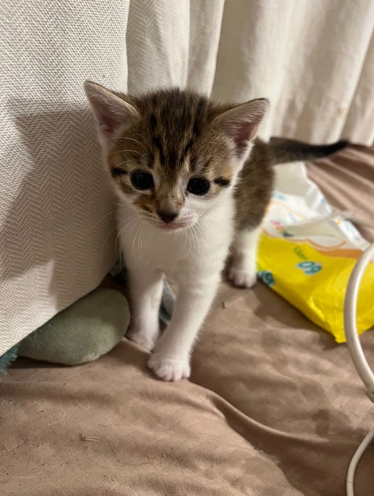 8 week kitten 