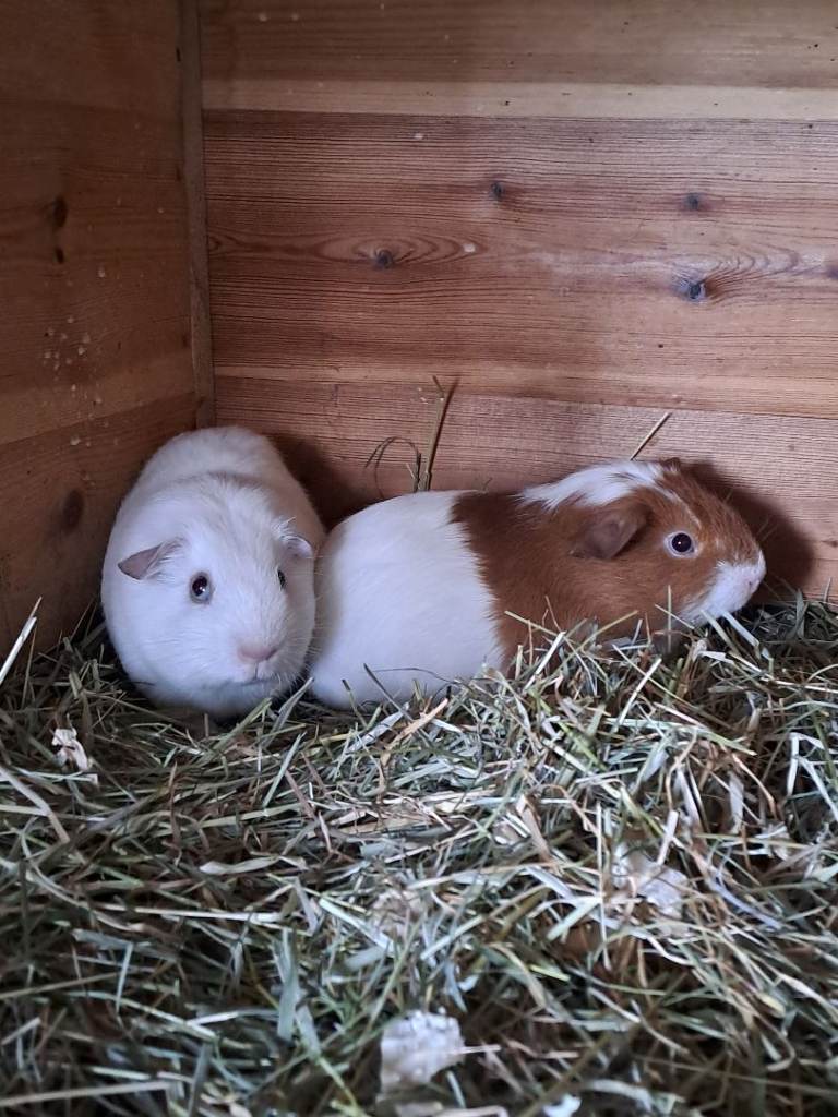 2 gorgeous baby boy guinea pigs looking for their new forever home