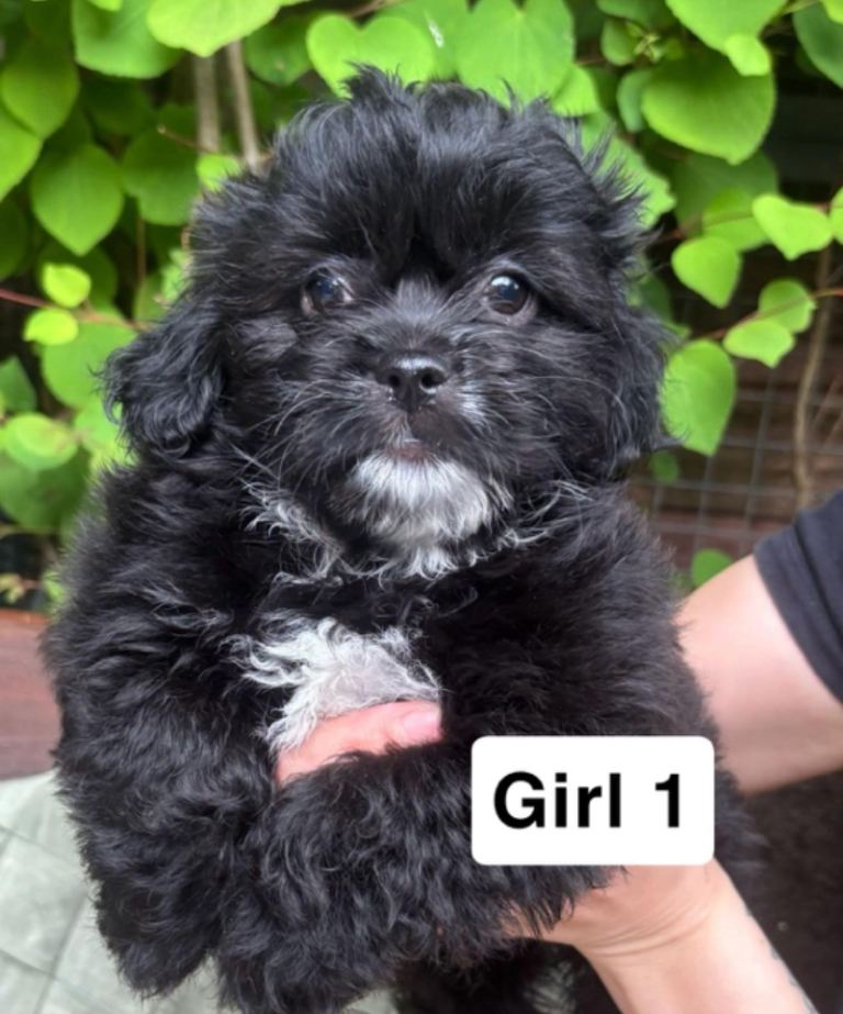 Shih Tzu x puppies