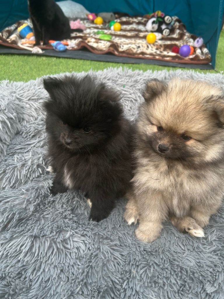 Beautiful Family Raised Pomeranian Puppies