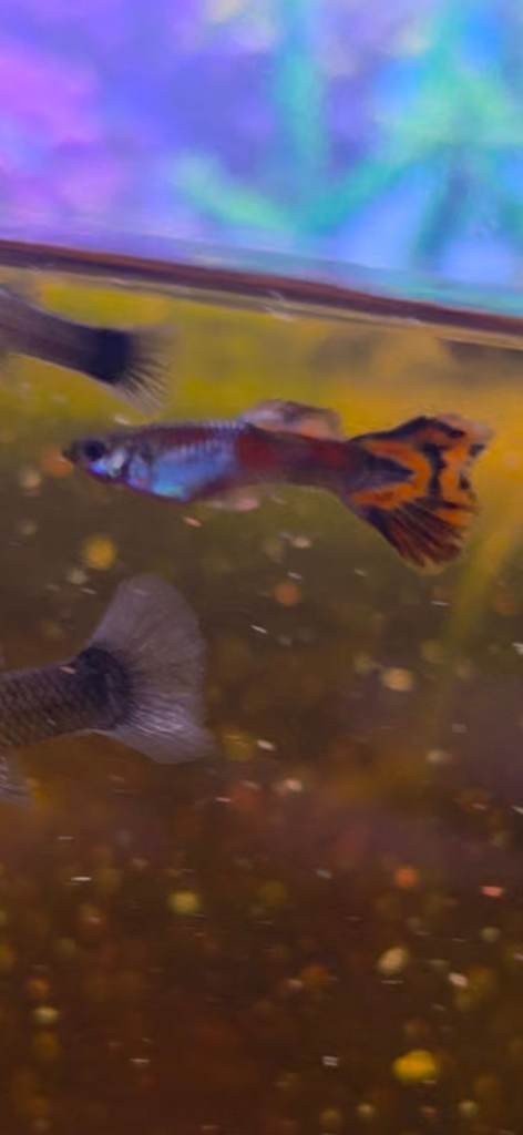 Hybrid endler guppies and standard guppies