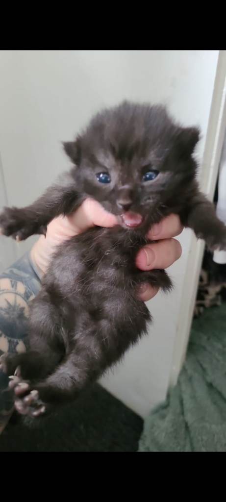 Turkish angora 1x female left