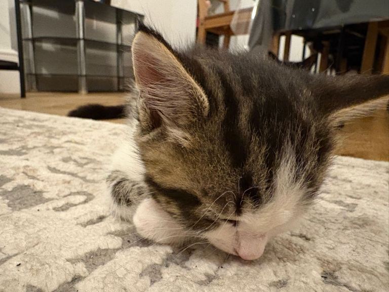 Adorable Domestic Shorthair Kitten for Adoption