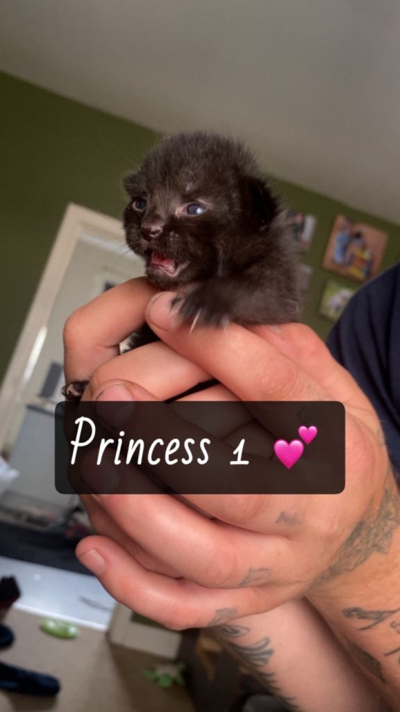 Kittens
