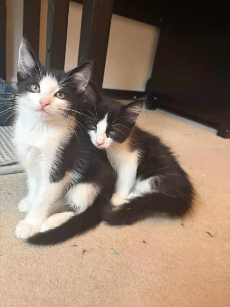 Gorgeous Fluffy Black & White Kittens - READY NOW!