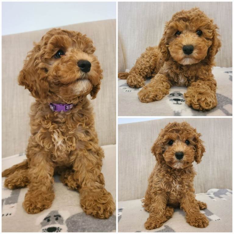 Beautiful Health Tested F1bb Cavapoo Puppies