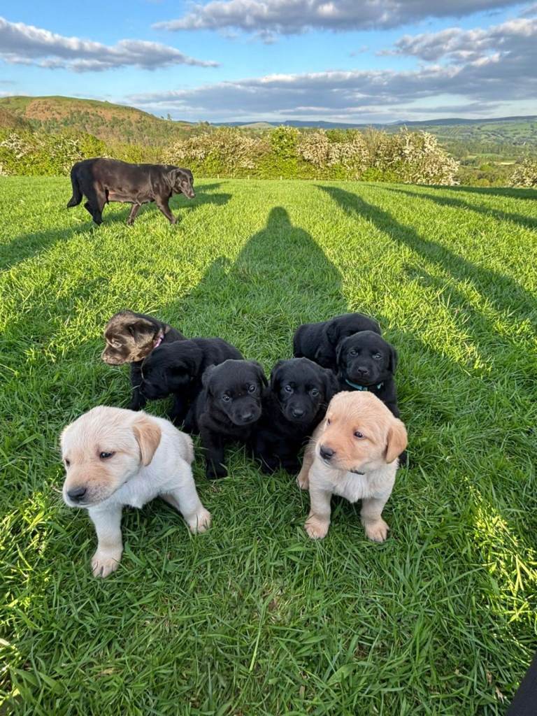 Labrador puppies for sale