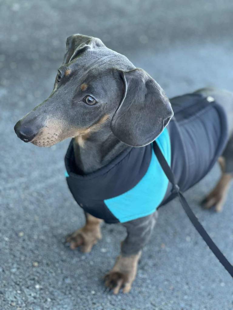Miniature Dachshund 8 months