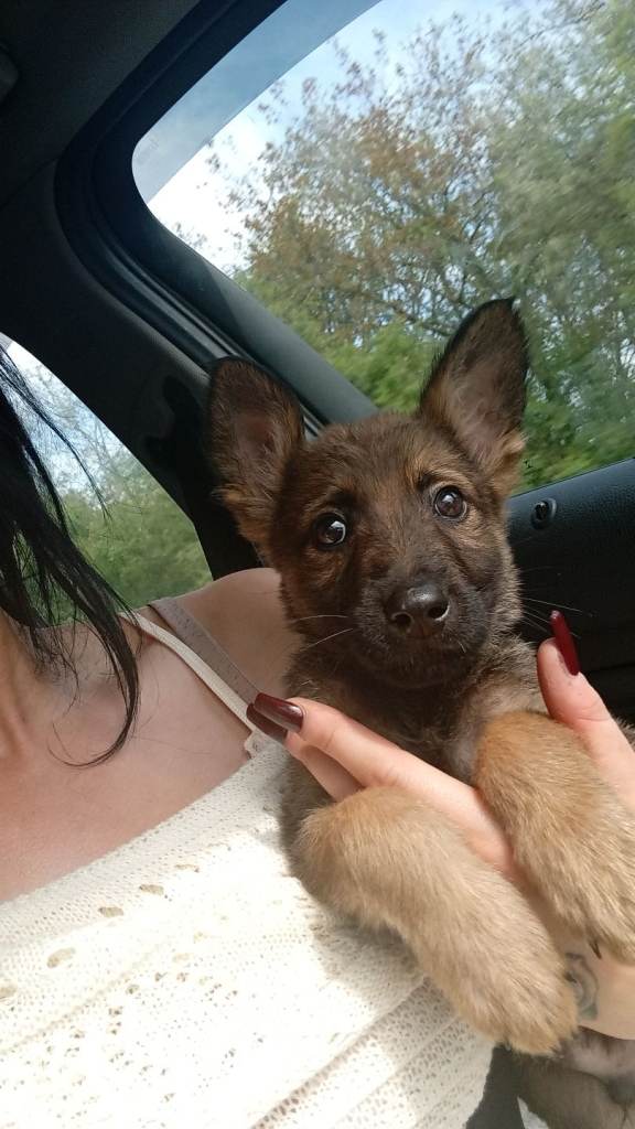 Gsd x malli  1 boy left 