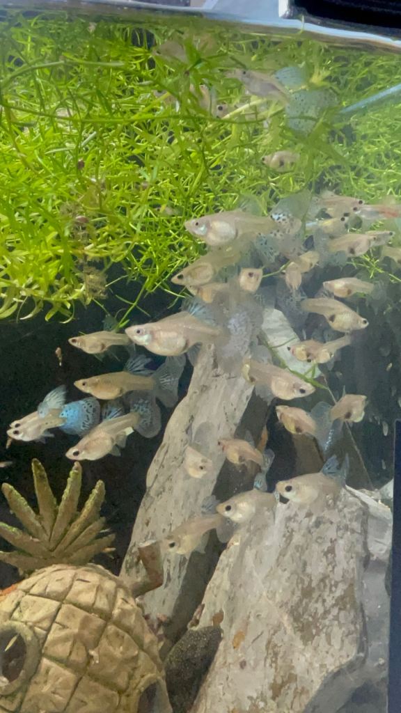 🐟 HOME BRED FISH, SHRIMPS & SNAILS 🐌