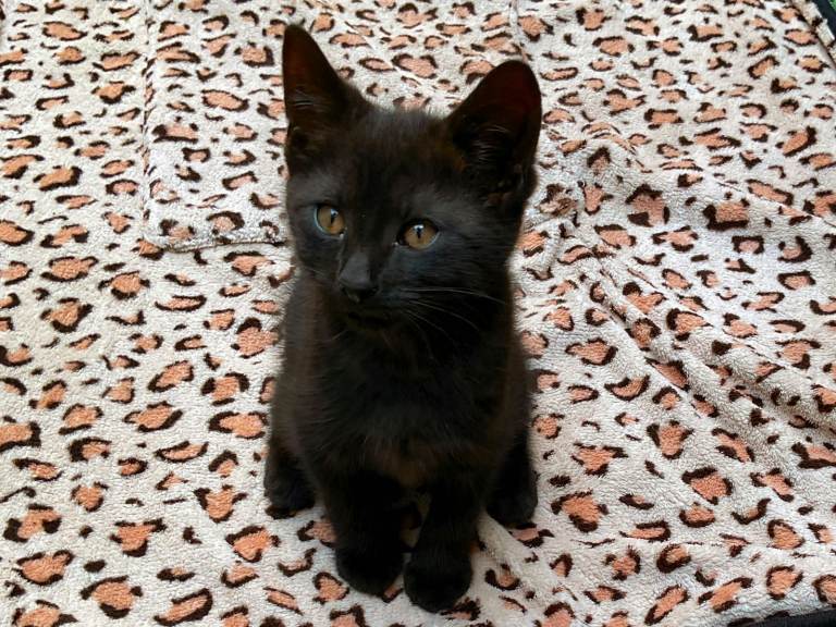 Female Kittens for Sale. Ready Now for Loving Homes  