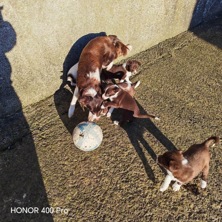 3 Brown and White Fluffy Haired Collie Puppies 