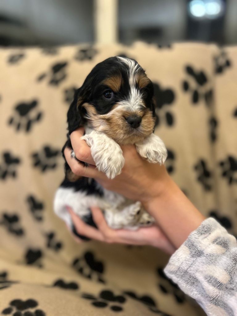 Cavapoo pups 