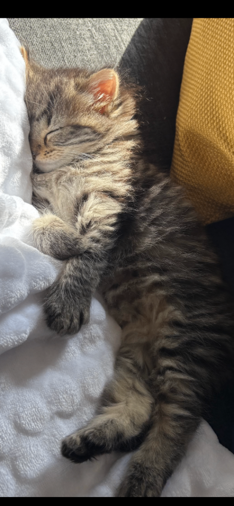 Beautiful male kitten