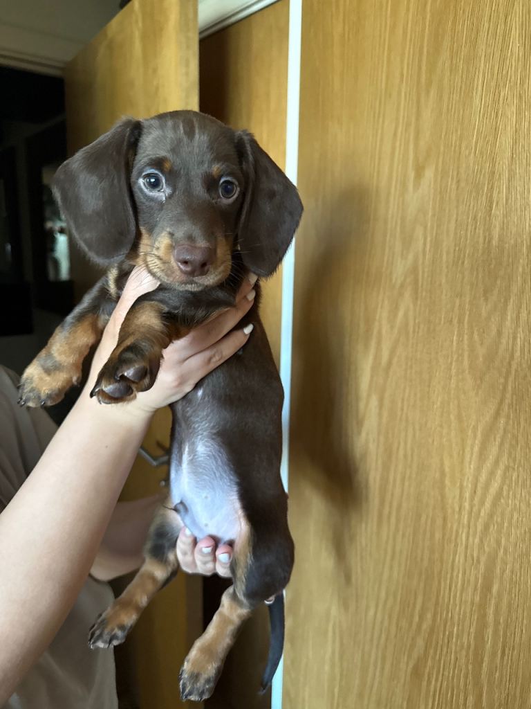 Dachshund 