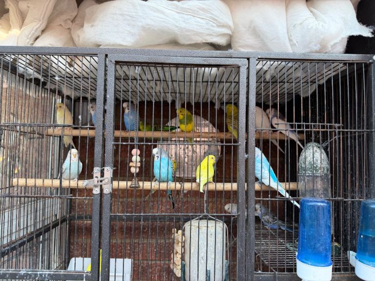 Adult and Baby budgies for sale 