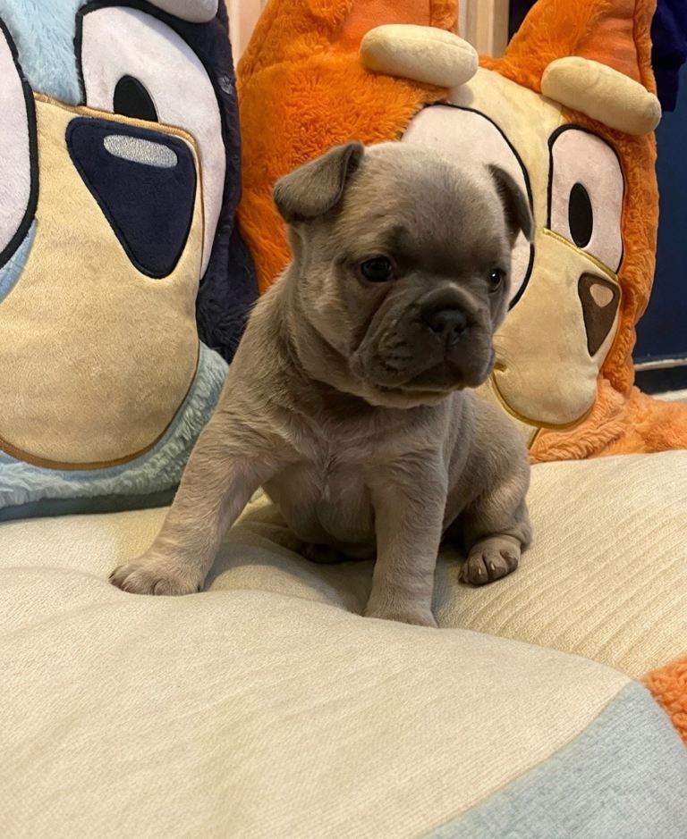 Last little girl blue fawn 