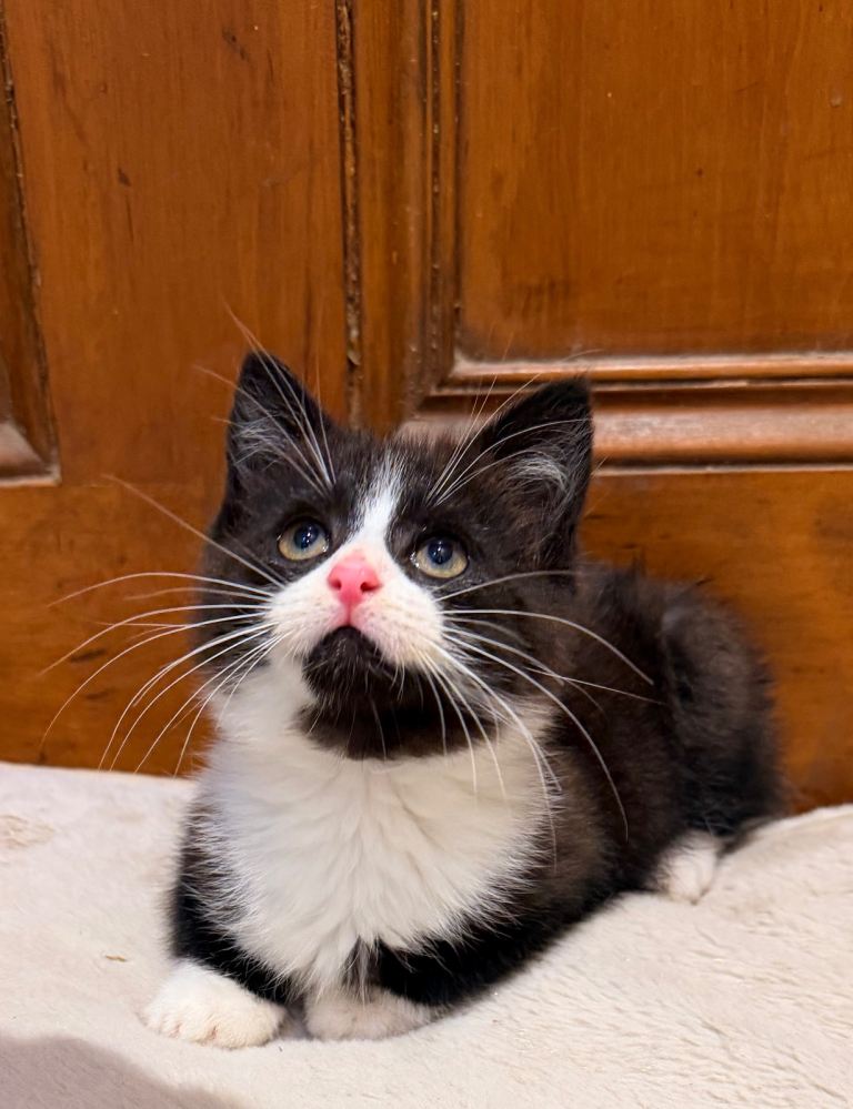 Kittens For Sale 