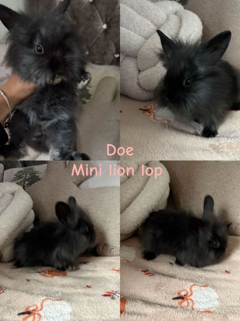 (Ready to leave !!) Beautiful baby mini lion lops and lion heads 