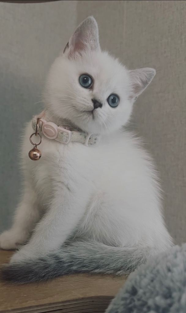 Beautiful Full-Vaccination Kittens Available