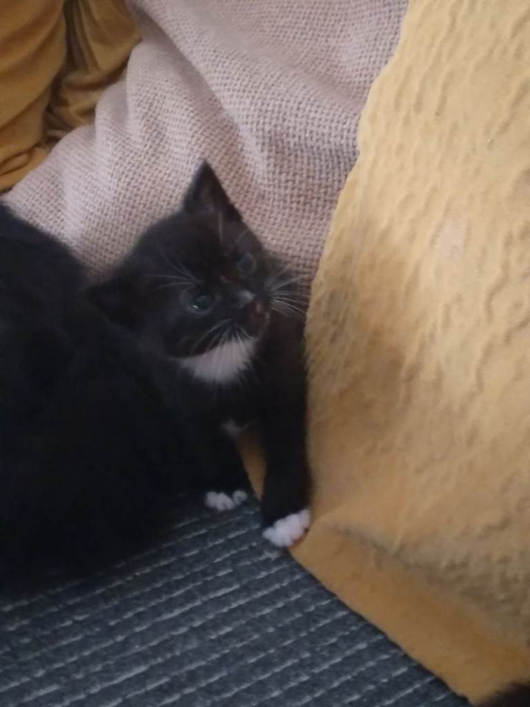3 lovely kittens for sale 