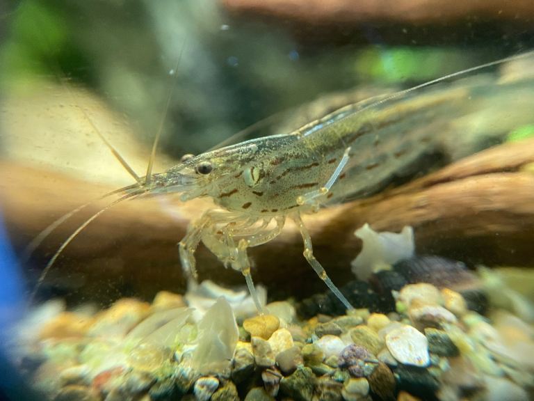 Mature Amano Shrimp