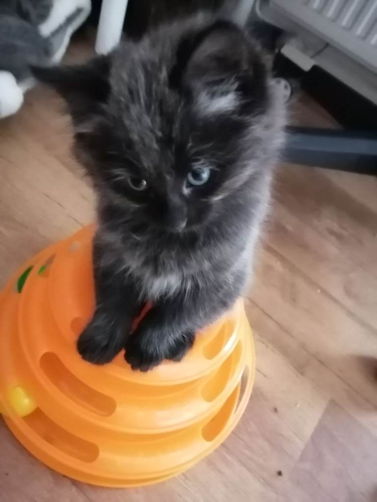  Beautiful, playfully grey shade kittens 
