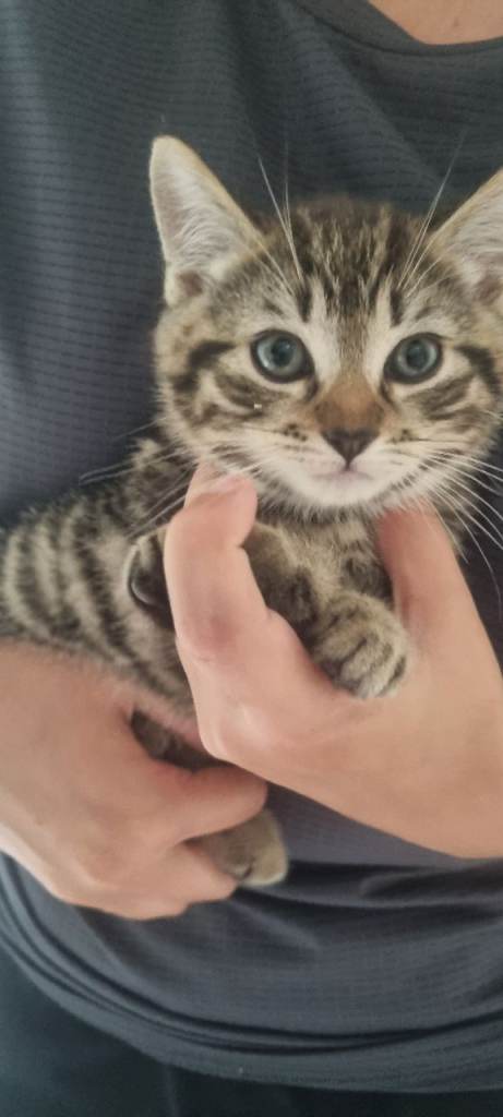 Kitten for sale 
