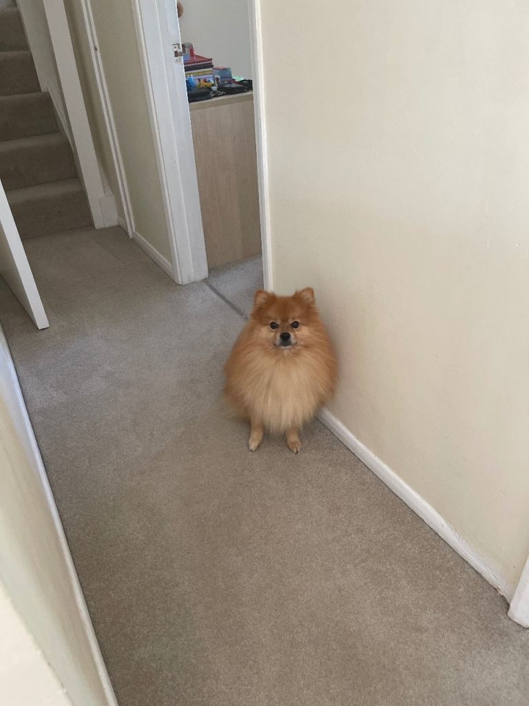 Pomeranian