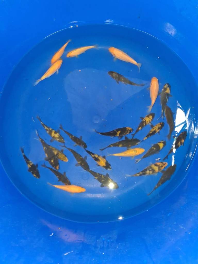 koi carp  ALL NOW SOLD
