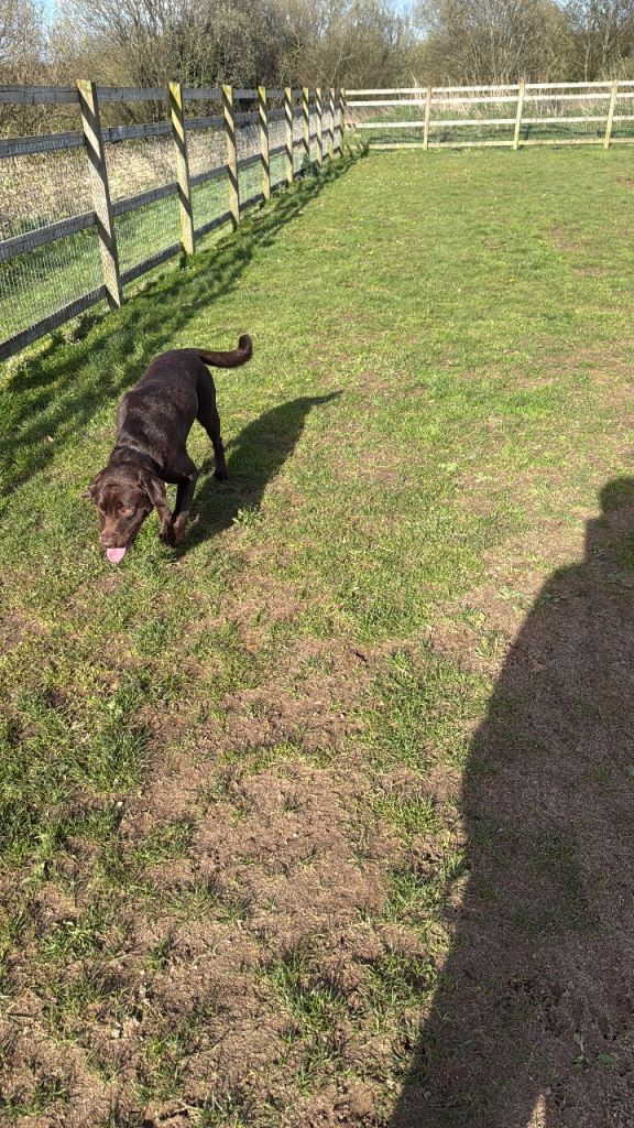 1 year old Chocolate Labrador 