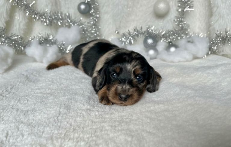 KC Dapple Miniature Dachshund boy