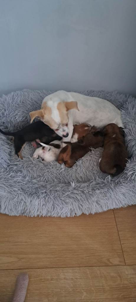 Jackchi x dachshund puppies 