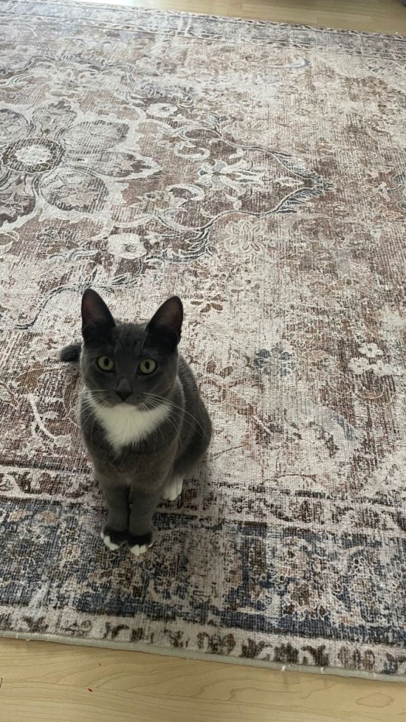 Kitten for sale -- Grey & White tuxedo