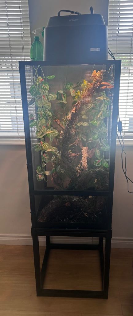 reptile vivarium with stand and chameleon 